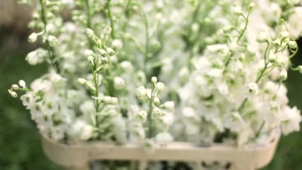 Blühende weiße Blumen. Die Natur. Blume aus nächster Nähe. — Stockvideo