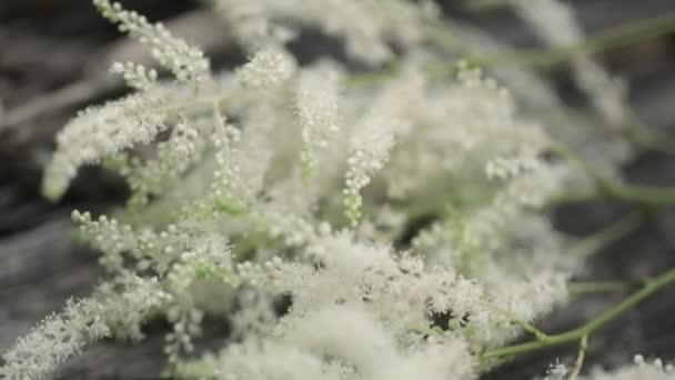 Belo tiro macro de plantas brancas. Natureza. Flor perto . — Vídeo de Stock