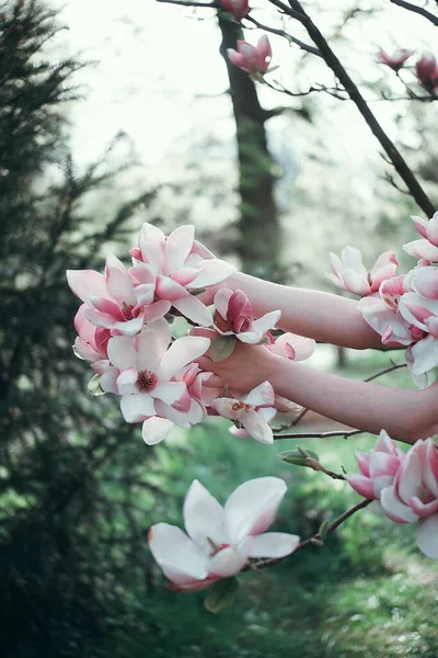 Sucursal Sakura, de cerca — Foto de Stock