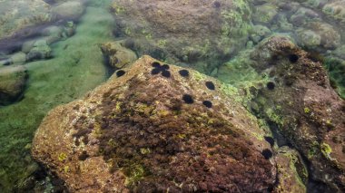 Deniz kestanesi sualtı deniz yatağı üzerinde