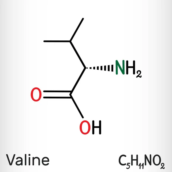 Valina, molécula de Val, é aminoácido. É usado na biossíntese de proteínas. Fórmula química estrutural . —  Vetores de Stock