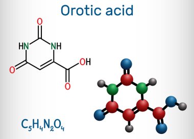 Orotic acid molecule. It is a pyrimidinedione and a carboxylic acid. Structural chemical formula and molecule model. Vector illustration