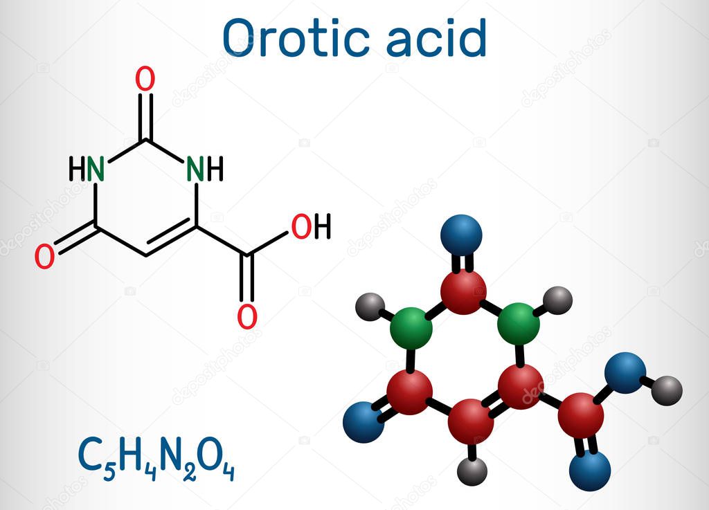 Orotic acid molecule. It is a pyrimidinedione and a carboxylic acid. Structural chemical formula and molecule model. Vector illustration