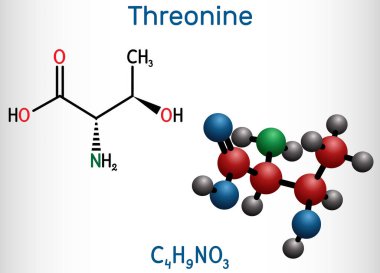 Threonine, L-Threonine, Thr, C4H9NO3 temel amino asit molekülü. Yapısal kimyasal formül ve molekül modeli. Vektör illüstrasyonu