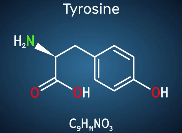 Tirosina Tirosina Tyr Molécula Aminoácidos C9H11No3 Desempeña Papel Síntesis Proteínas — Vector de stock