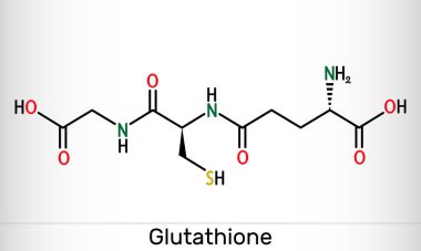 Glutathione, GSH, C10H17N3O6S molekülü. Bitkiler, hayvanlar ve bazı bakterilerde önemli bir antioksidandır. Yapısal kimyasal formül. Vektör illüstrasyonu