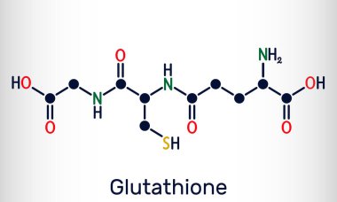 Glutathione, GSH, C10H17N3O6S molekülü. Bitkiler, hayvanlar ve bazı bakterilerde önemli bir antioksidandır. Yapısal kimyasal formül. Vektör illüstrasyonu