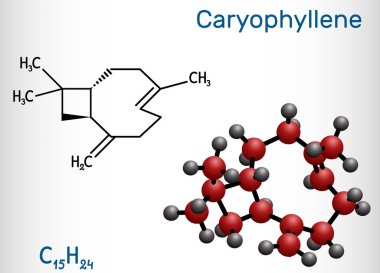 Caryophyllene, beta-Caryophyllene, C15H24 molecule. It is natural bicyclic sesquiterpene that is a constituent of many essential oils. Structural chemical formula and molecule model. Vector illustration clipart