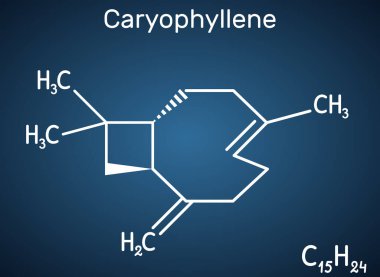 Caryophyllene, beta-Caryophyllene, C15H24 molecule. It is natural bicyclic sesquiterpene that is a constituent of many essential oils. Structural chemical formula on the dark blue background. Vector illustration clipart