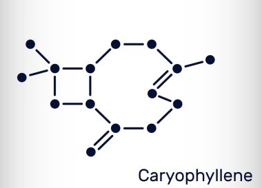 Caryophyllene, beta-Caryophyllene, C15H24 molecule. It is natural bicyclic sesquiterpene that is a constituent of many essential oils. Structural chemical formula. Vector illustration clipart