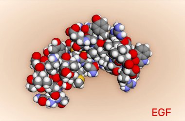 Epidermal büyüme faktörü, EGF protein molekülü. Hücre büyümesini ve farklılaşmasını teşvik eder. 3D görüntüleme PDB 2KV4. Görüntü