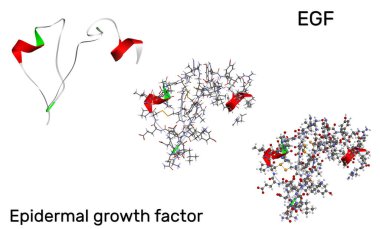Epidermal büyüme faktörü, EGF protein molekülü. Hücre büyümesini ve farklılaşmasını teşvik eder. 3D görüntüleme PDB 2KV4. Görüntü