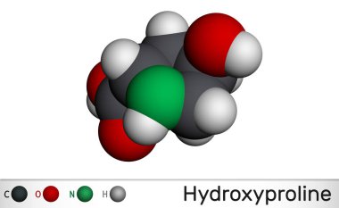Hidroksilin, Hyp, C5H9NO3 molekülü. Proteojenik amino asidin yaygın bir bileşenidir ve protein kolajenin önemli bir bileşenidir. Moleküler model. 3B görüntüleme