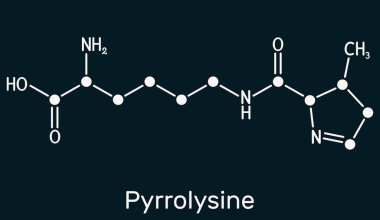 Pyrrolysine, l-pyrrolysine, Pyl, C12H21N3O3 molekülü. Bu amino asit, proteinlerin biyosentezinde kullanılır. Koyu mavi arka planda iskelet kimyasal formül. Görüntü