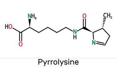 Pyrrolysine, l-pyrrolysine, Pyl, C12H21N3O3 molekülü. Bu amino asit, proteinlerin biyosentezinde kullanılır. İskelet kimyasal formülü. Görüntü