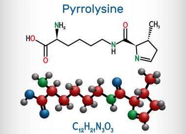 Pyrrolysine, l-pyrrolysine, Pyl, C12H21N3O3 molekülü. Bu amino asit, proteinlerin biyosentezinde kullanılır. Yapısal kimyasal formül ve molekül modeli. Vektör illüstrasyonu