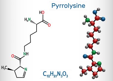 Pyrrolysine, l-pyrrolysine, Pyl, C12H21N3O3 molekülü. Bu amino asit, proteinlerin biyosentezinde kullanılır. Yapısal kimyasal formül ve molekül modeli. Vektör illüstrasyonu