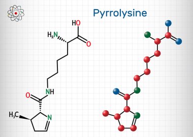 Pyrrolysine, l-pyrrolysine, Pyl, C12H21N3O3 molekülü. Bu amino asit, proteinlerin biyosentezinde kullanılır. Yapısal kimyasal formül ve molekül modeli. Kafeste bir yaprak kağıt. Vektör illüstrasyonu