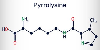 Pyrrolysine, l-pyrrolysine, Pyl, C12H21N3O3 molekülü. Bu amino asit, proteinlerin biyosentezinde kullanılır. Yapısal kimyasal formül. Vektör illüstrasyonu