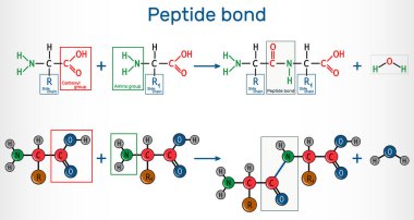 Peptid bağı. Protein biyosentez reaksiyonunun sonucu olarak iki amino asitten amid bağlarının oluşumu. Bu bir susuzluk sentezi reaksiyonu. Vektör illüstrasyonu