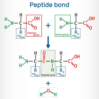 Peptid bağı. Protein biyosentez reaksiyonunun sonucu olarak iki amino asitten amid bağlarının oluşumu. Bu bir susuzluk sentezi reaksiyonu. Vektör illüstrasyonu