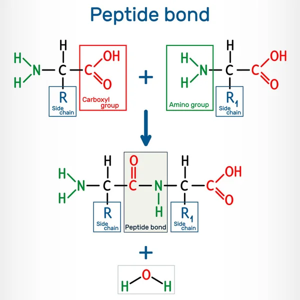 Peptid bağı. Protein biyosentez reaksiyonunun sonucu olarak iki amino asitten amid bağlarının oluşumu. Bu bir susuzluk sentezi reaksiyonu. Vektör illüstrasyonu