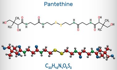 Pantethine, o-enzim pantethine, bis-pantethine molekülü. Pantetheine 'in dimerik formu. Kan kolesterolünü düşürmek için. Yapısal kimyasal formül ve molekül modeli. Vektör illüstrasyonu