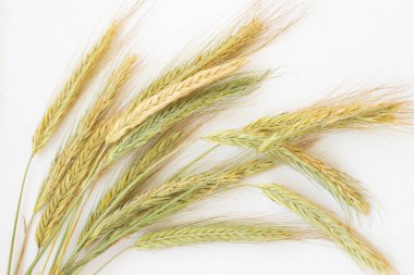  spikelets çavdar beyaz arka plan üzerinde