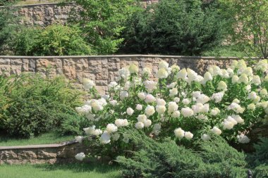 Yeşil ve beyaz ortanca çalılar, çevre duvarları taştan yapılmış.