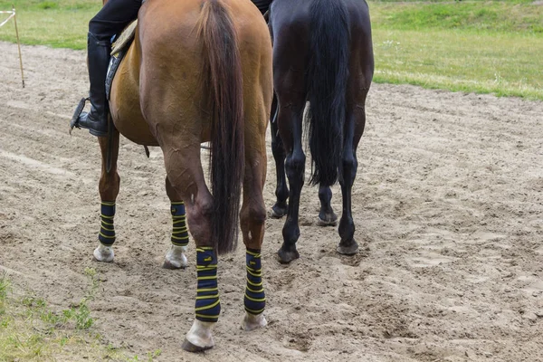 Dos caballos de carreras en una pista de arena, vista trasera, parte del marco — Foto de Stock