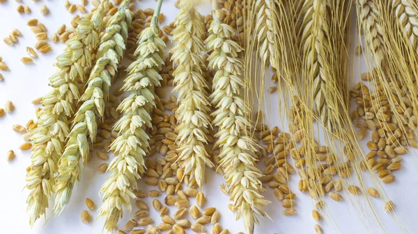 Different varieties of wheat on a white — Stock Photo, Image