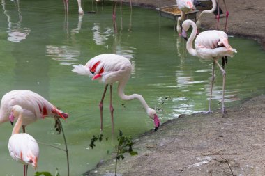 Çevre koruma, hayvanat bahçesi. Gölette pembe tüyleri olan flamingolar