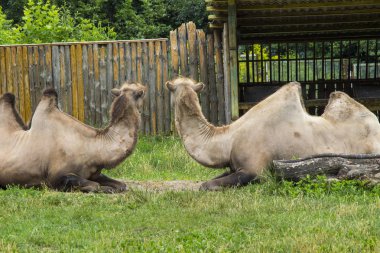 Çevre koruma, hayvanat bahçesi. İki hörgüçlü deve çimlerin üzerinde yatıyor.