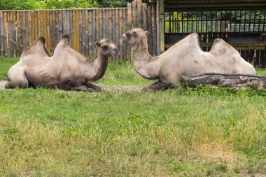 Çevre koruma, hayvanat bahçesi. İki hörgüçlü deve çimlerin üzerinde yatıyor.