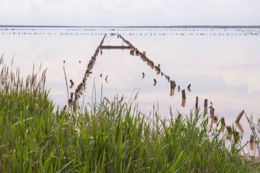 Pembe su gölü, sıralanmış kütükler, kıyıda sazlıklar.