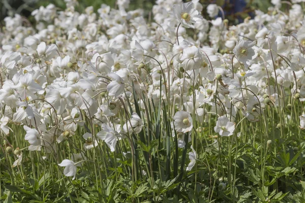 White flowers in the steppe. Environment. Close-up