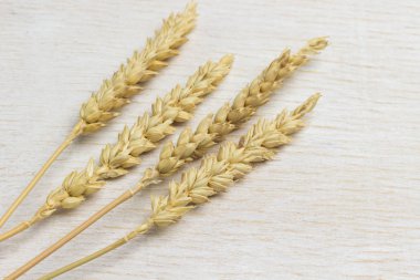 Dikenli buğday, düz yatay, beyaz arkaplan
