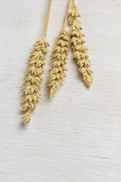 Spikelets of durum wheat, flat lay, white background — Stock Photo, Image