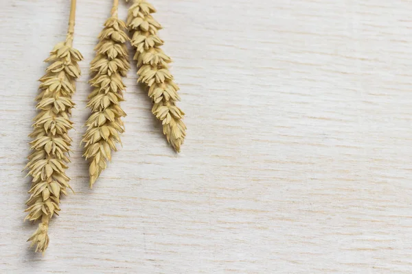 Spikelets of durum wheat, flat lay, white background — Stock Photo, Image