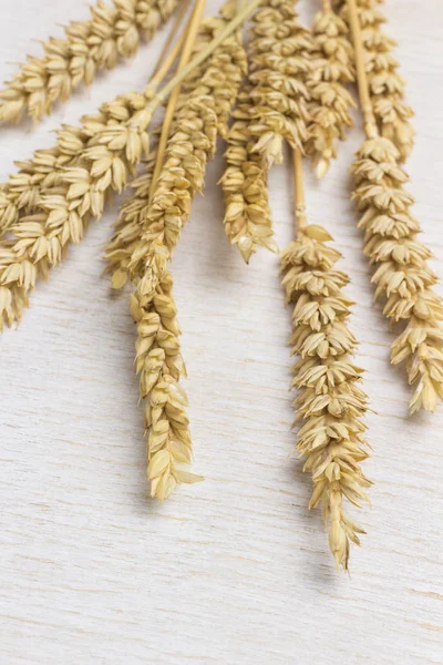 Spikelets of durum wheat, flat lay, white background Royalty Free Stock Photos