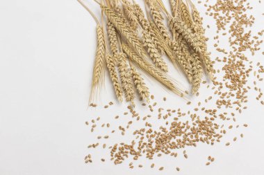 Olgunlaşmış yulaf ve yulaf taneleri. Sağlıklı yaşam tarzı. 