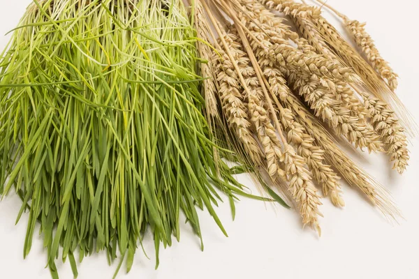 Germinated seeds of wheat.  Ripe spikelets of wheat — Stock Photo, Image