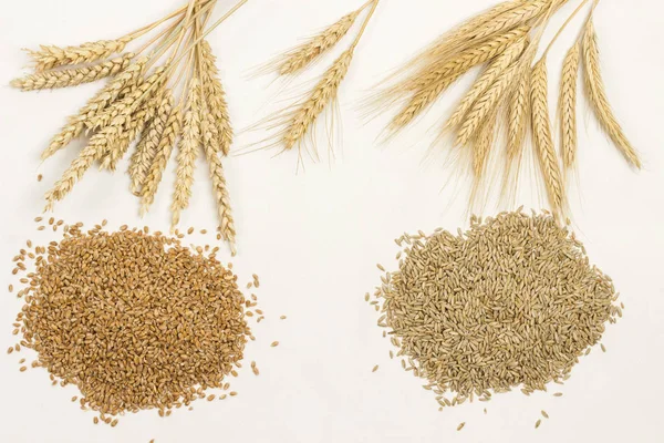 Whole grains and spikelets of wheat and rye. Healthy carbohydrates — 스톡 사진