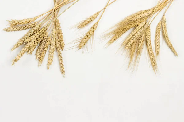 Колючки пшеницы и ржи. Здоровые углеводы — стоковое фото