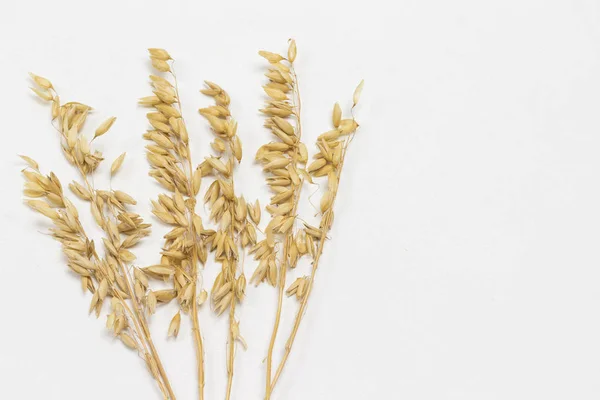Spikelets of oats. Healthy carbohydrates — 스톡 사진