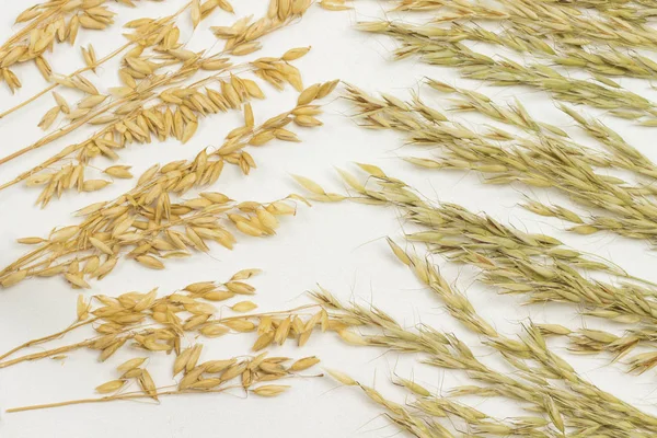 Spikelets of oats. Dietary fiber — 스톡 사진