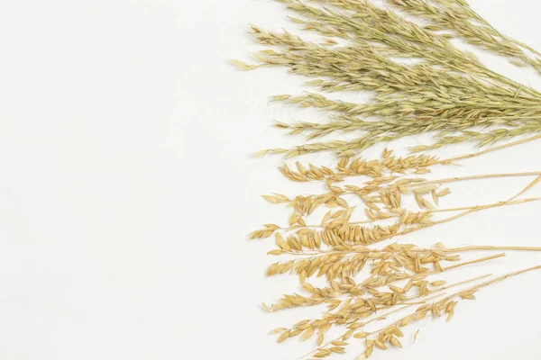 Spikelets of oats. Healthy carbohydrates — 스톡 사진