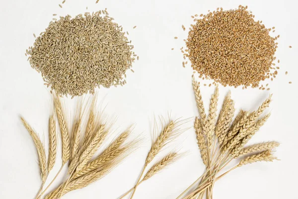ライ麦及び小麦の穀物及び小穂 — ストック写真