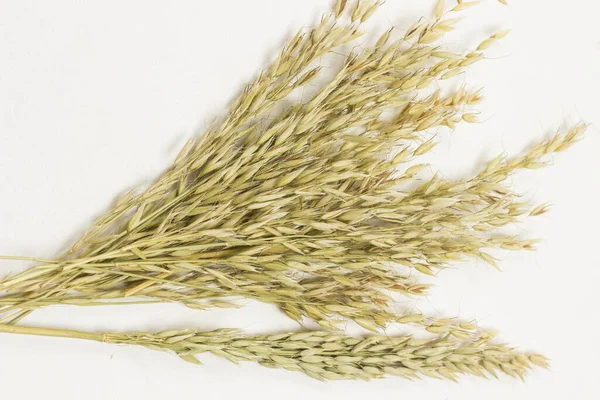 Spikelets of oats. Healthy carbohydrates — 스톡 사진
