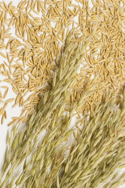 Spikelets of oats on the grains of oats — 스톡 사진